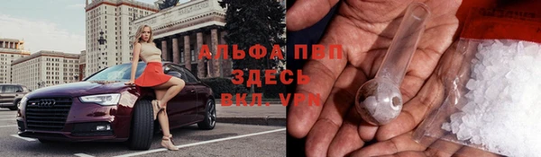 крисы Корсаков